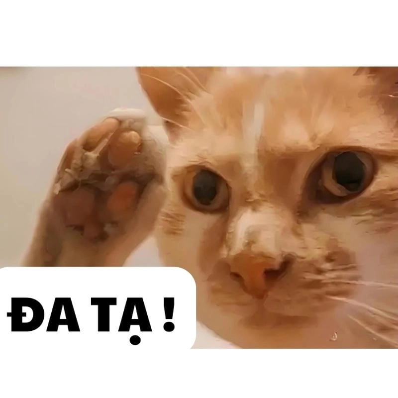 Thức dậy cùng những hình đa tạ meme viral