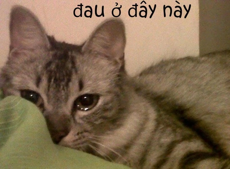 Sưu tầm những bức meme đau ở đây này mới nhất