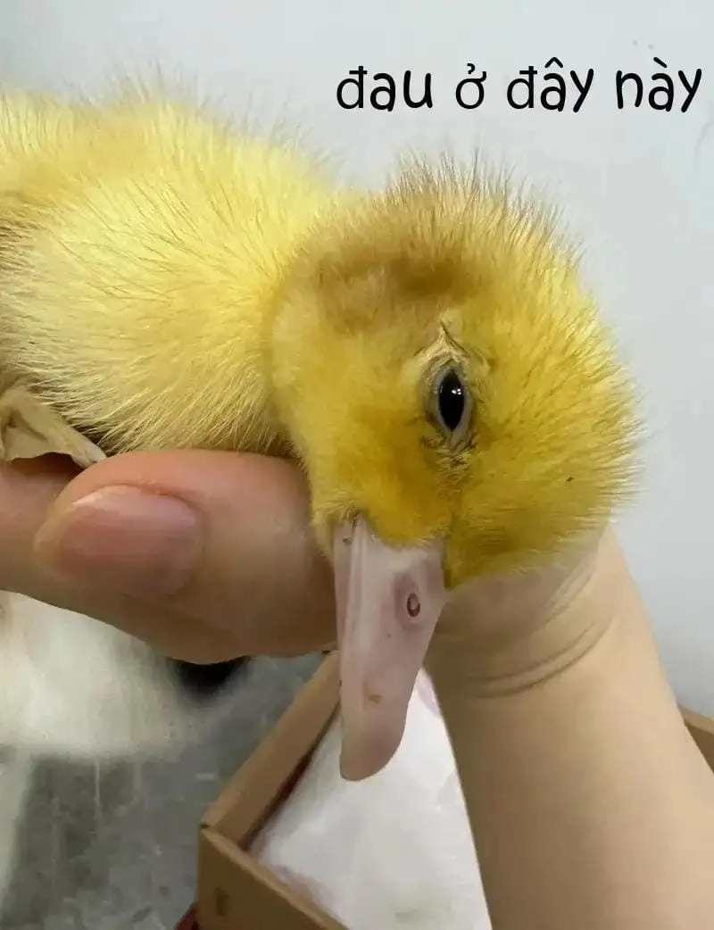 Cùng cười với những hình meme đau ở đây này chế