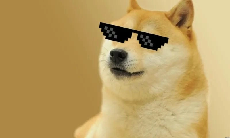Khám phá những bức ảnh doge meme hài hước