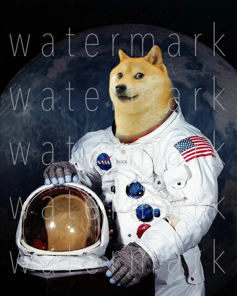 Ngắm nhìn vẻ đẹp doge meme biểu cảm