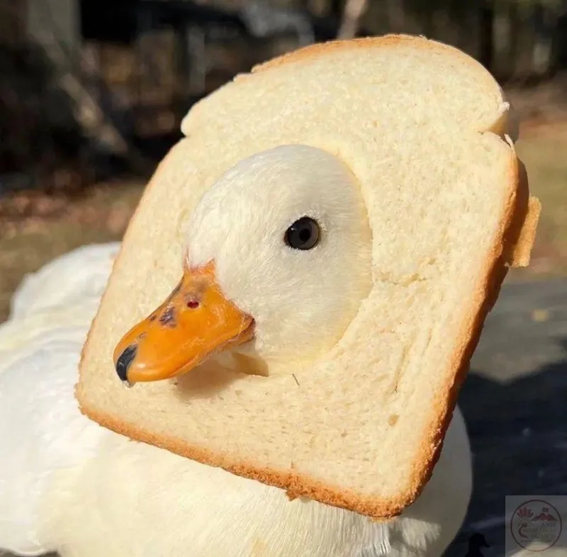 Cùng du ngoạn duck meme caption