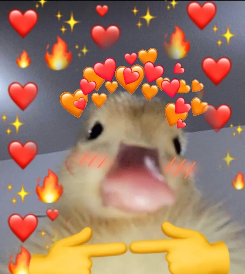 Tìm hiểu Lý do duck meme được yêu thích và gây sốt