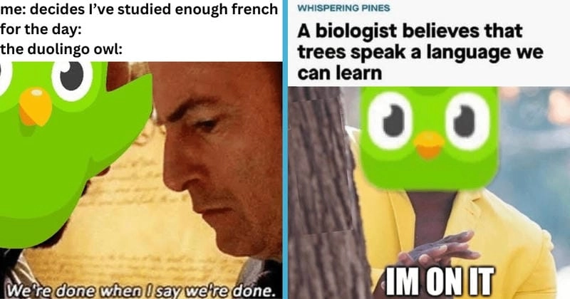 Cùng du ngoạn meme duolingo biểu cảm