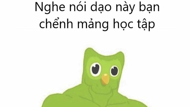 Lạc lối trong meme duolingo meme nổi tiếng