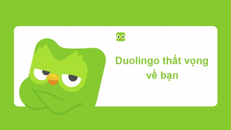 Cùng cười với những hình meme duolingo đáng sợ