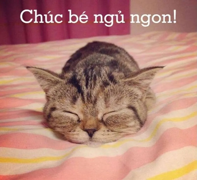 Lạc lối trong good night meme ngủ ngon