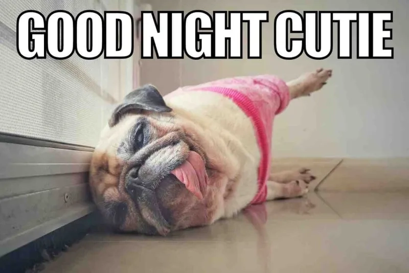 Thức dậy cùng những hình good night meme chế