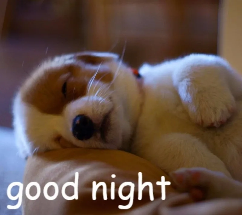 Gợi ý những bức good night meme viral