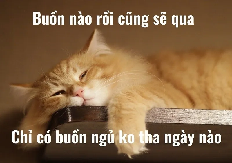 Sưu tầm những bức good night meme đáng yêu