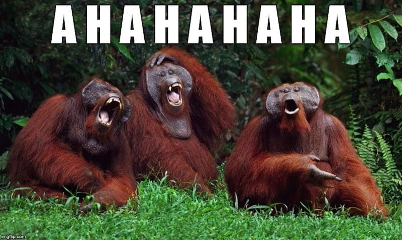 Khám phá những bức ảnh haha meme funny