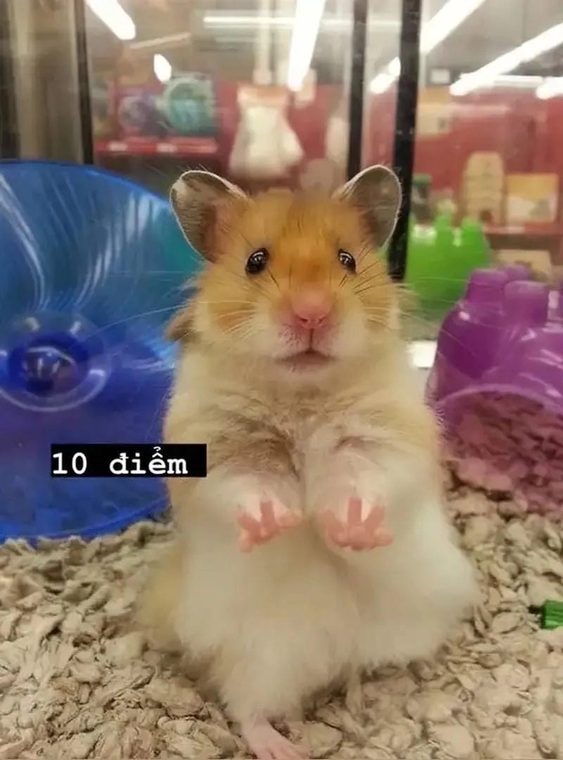 Cùng du ngoạn hamster meme đời sống