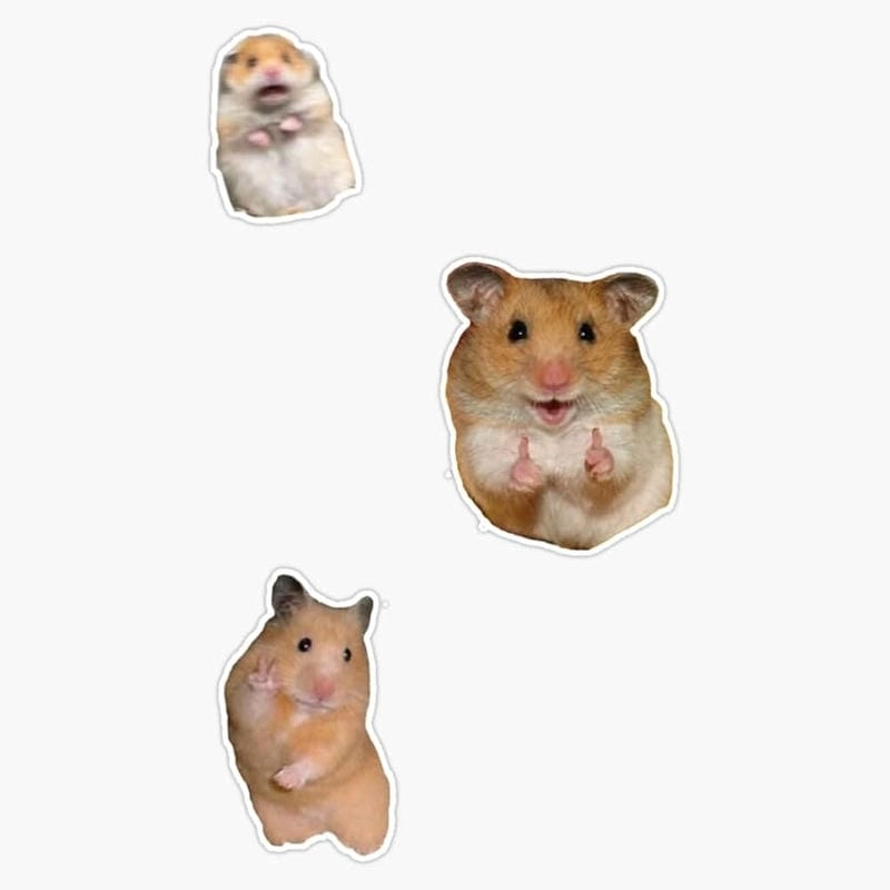 Sưu tầm những bức hamster meme ảnh chế