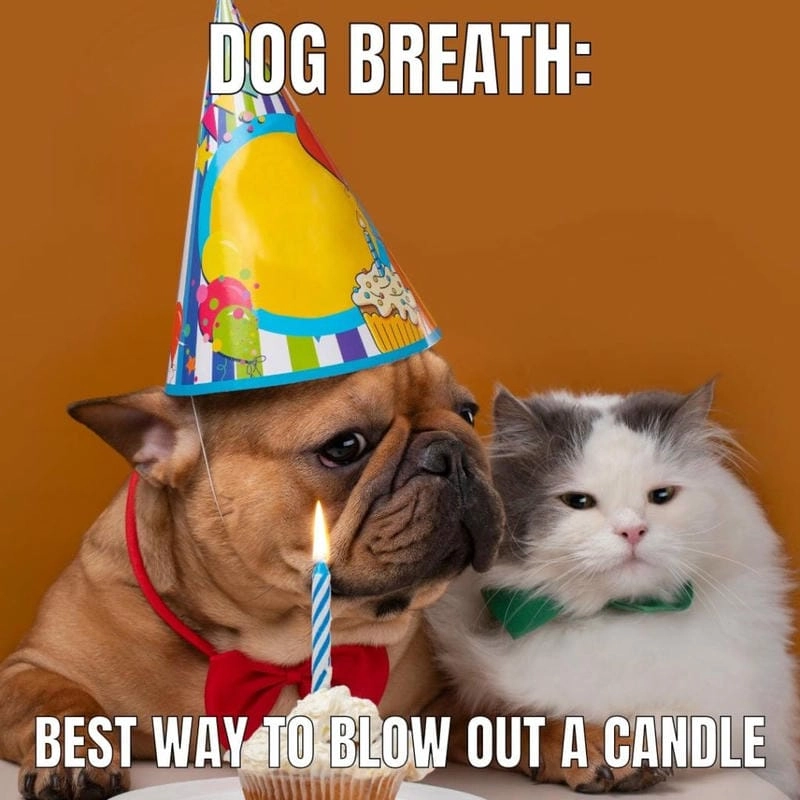 Săn lùng những khoảnh khắc happy birthday meme dễ thương