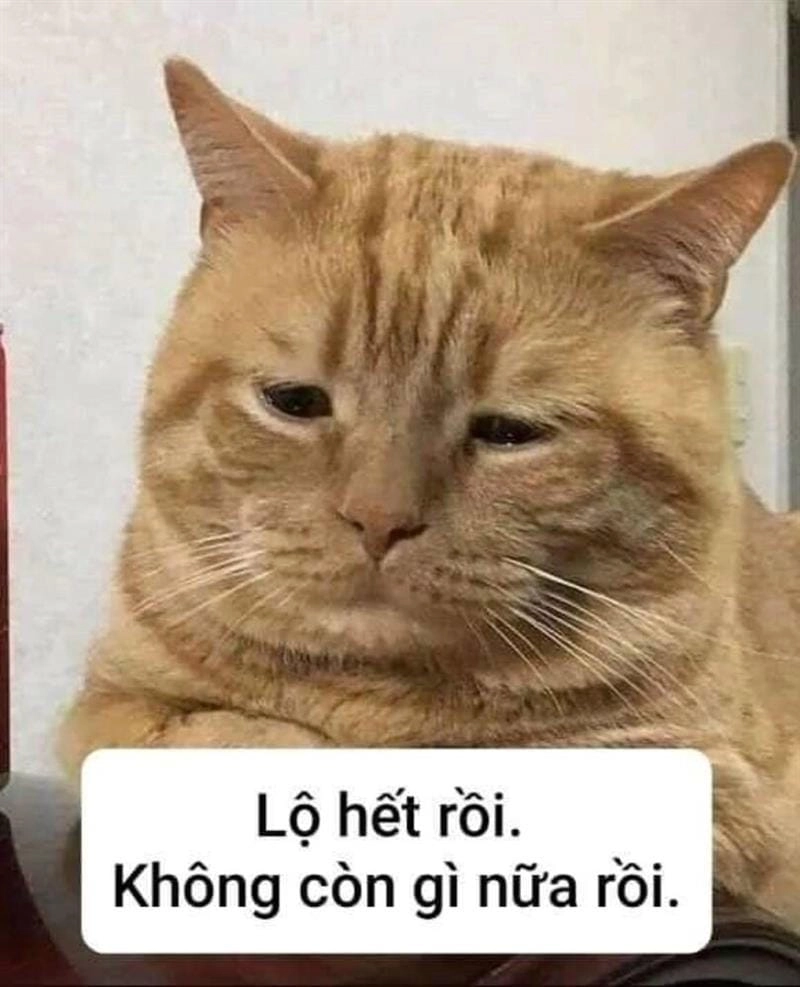 Lạc lối trong hình meme vui nhộn