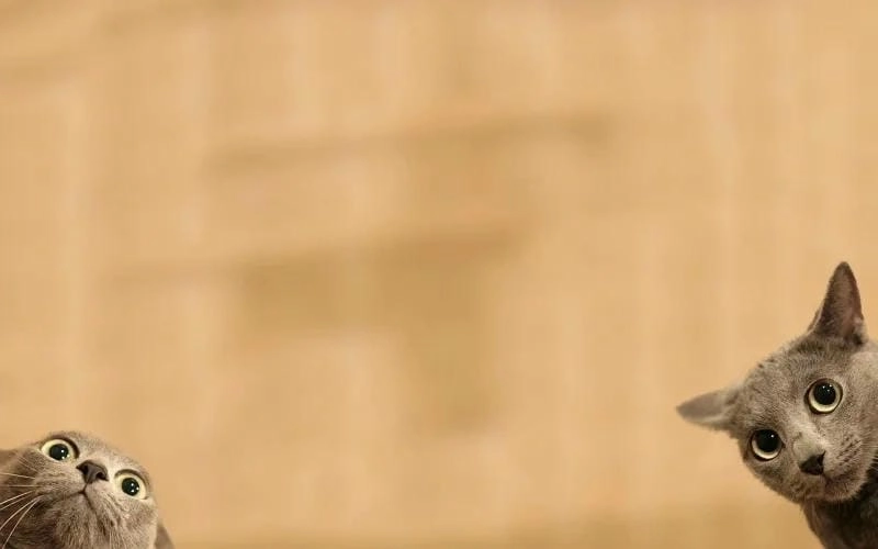 Gợi ý những bức hình nền meme viral