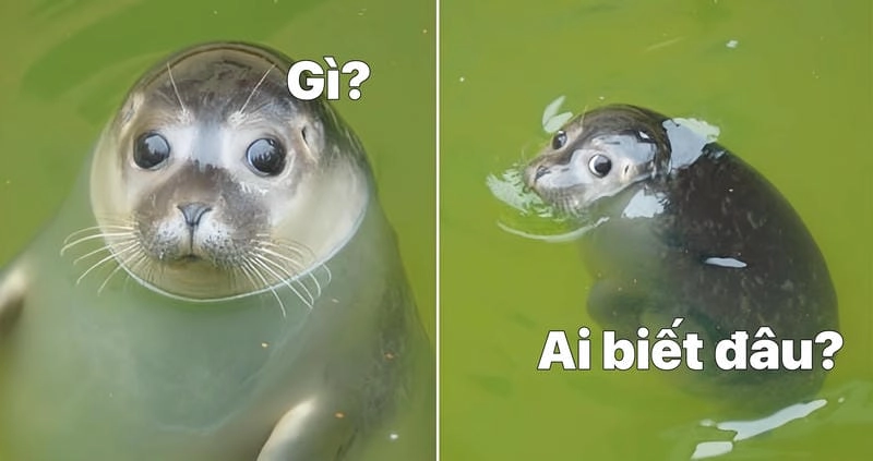 Cùng cười với những hình ảnh meme ai biết gì đâu