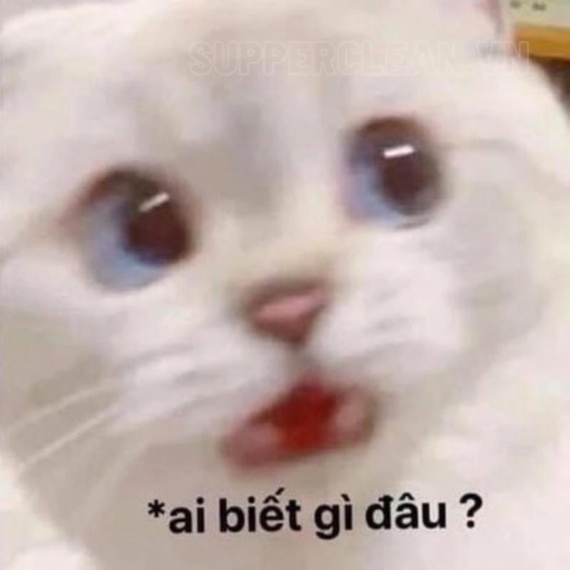 Thức dậy cùng những hình meme ai biết gì đâu ngây thơ