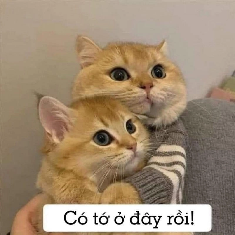 Khám phá những bức ảnh meme an ủi dễ thương