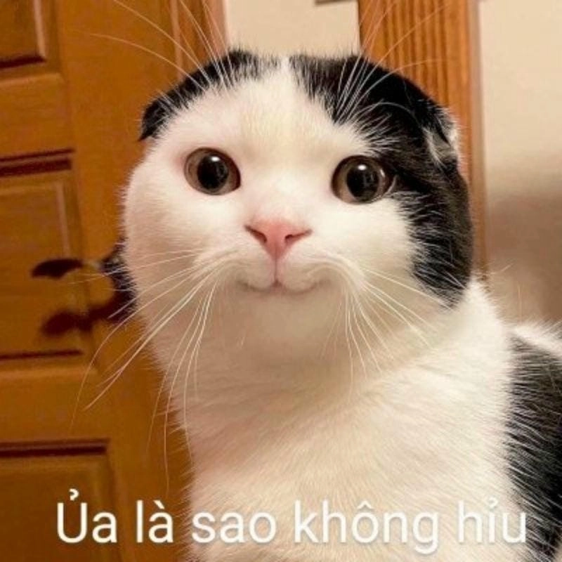 Ngắm nhìn vẻ đẹp ảnh meme sáng tạo