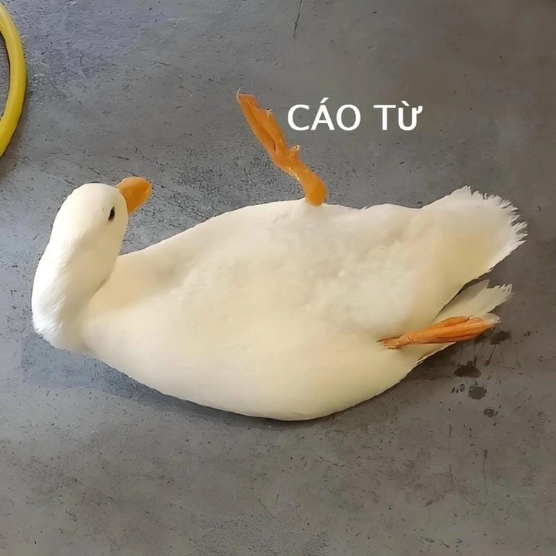 Tìm về meme cáo từ dễ thương