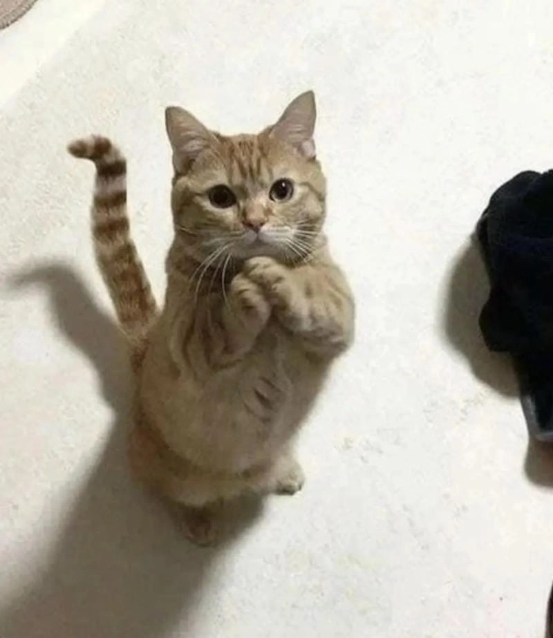 Lạc lối trong meme cầu xin cute