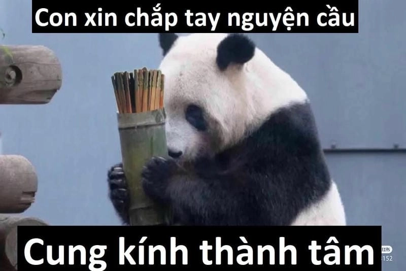 Tìm hiểu Sức hút của meme cầu xin