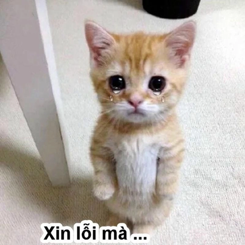 Thức dậy cùng những hình meme cầu xin viral