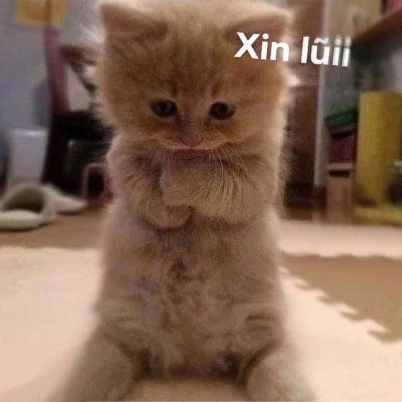 Cười sảng với meme cầu xin mới nhất