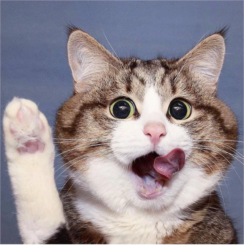 Tìm về meme chào meme Việt