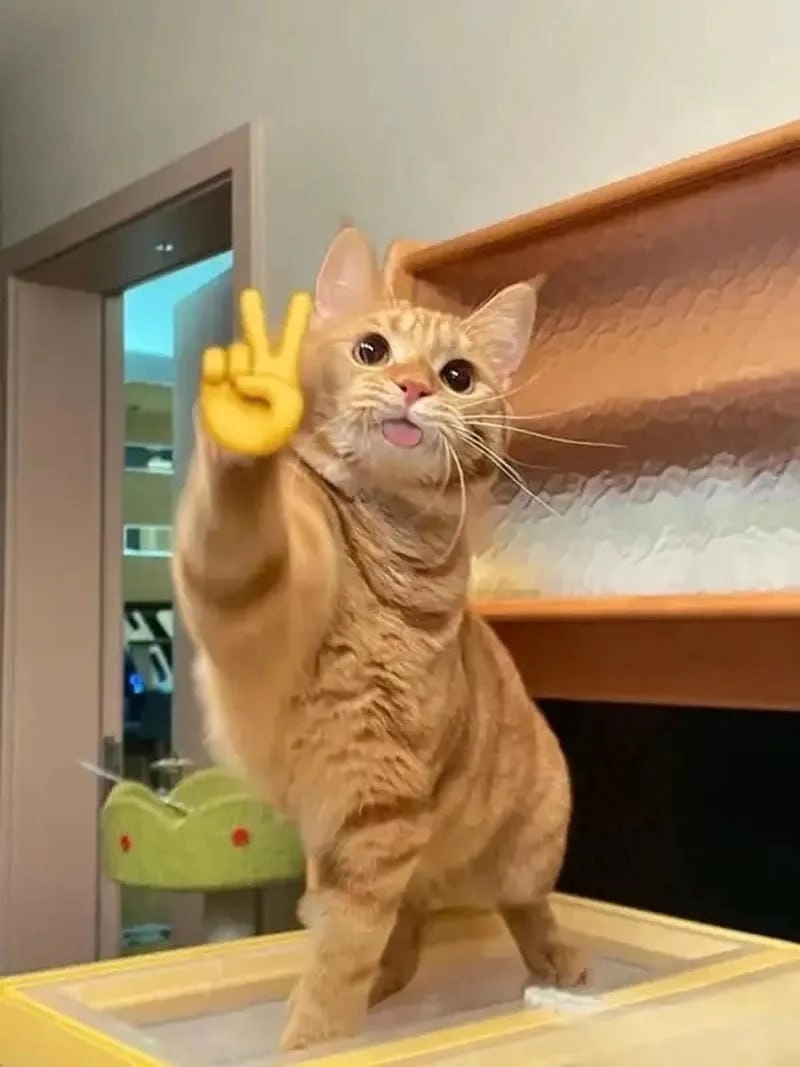 Cùng cười với những hình meme chào dễ thương