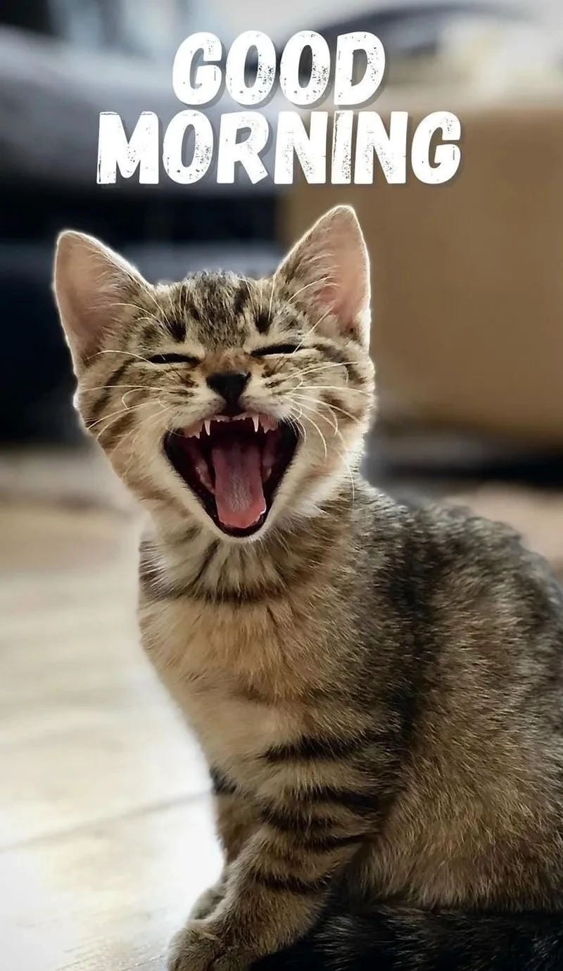 Săn lùng những khoảnh khắc meme chào hài hước