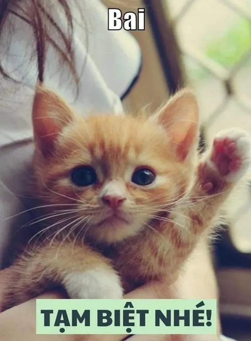 Thức dậy cùng những hình meme chào vui vẻ