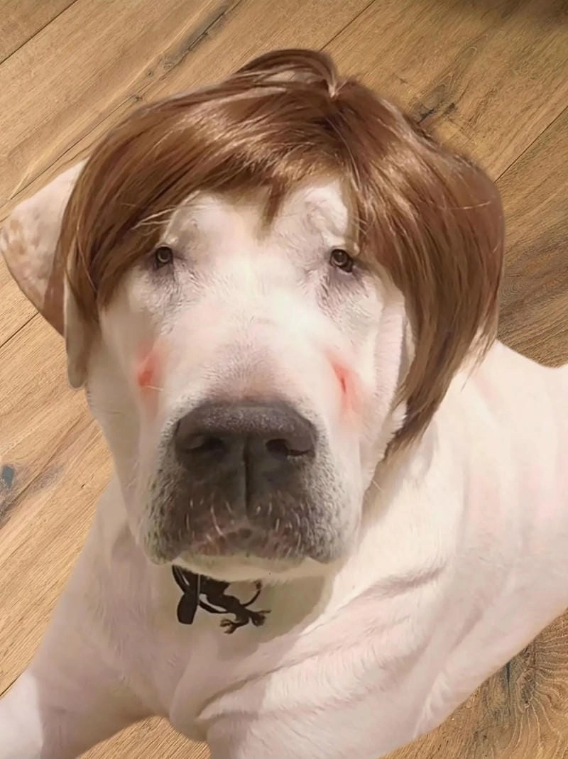 Cùng du ngoạn ảnh chế chờ đợi