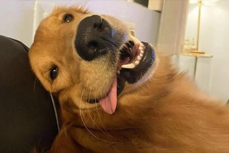 Khám phá những bức ảnh meme chó hài hước