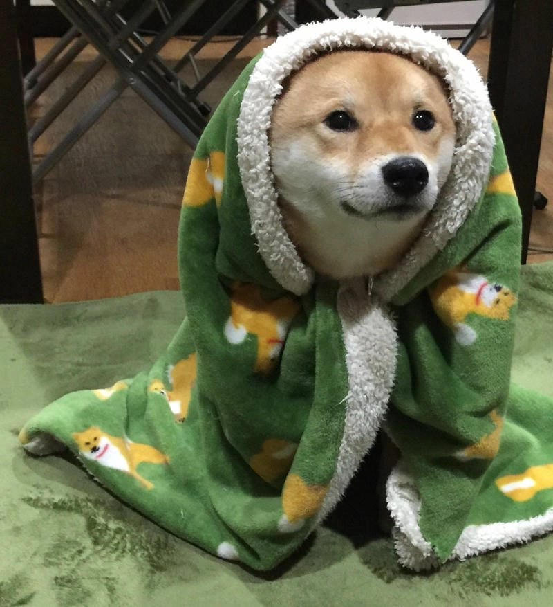 Lạc lối trong meme chó vui nhộn