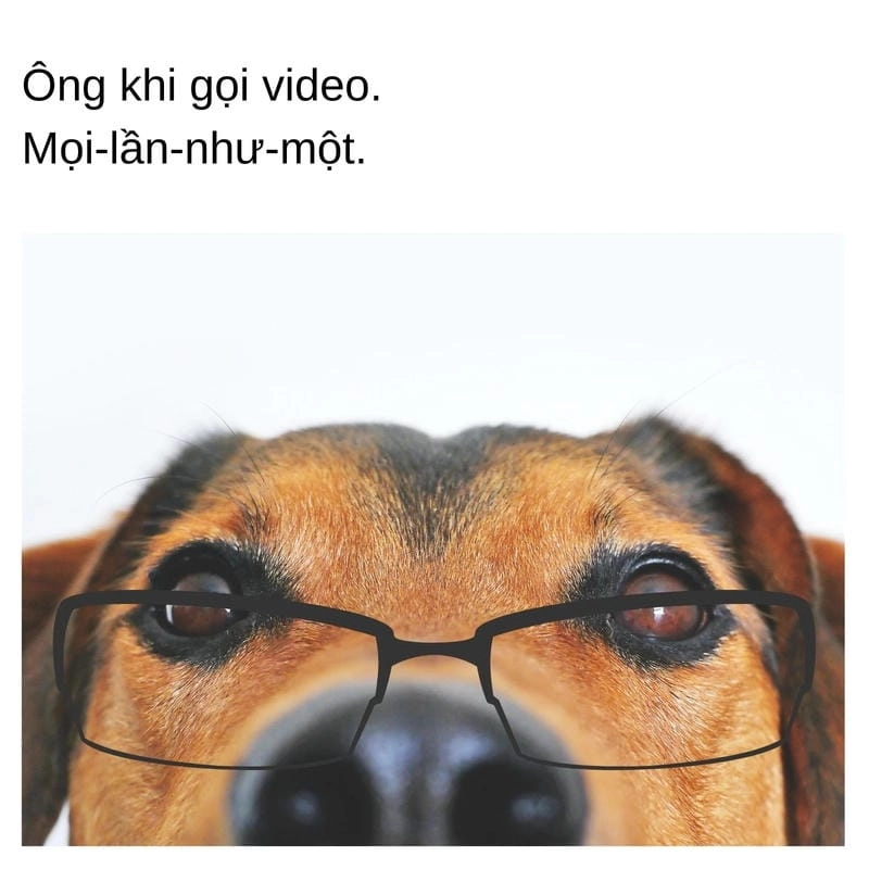 Cùng du ngoạn meme chó hot trend