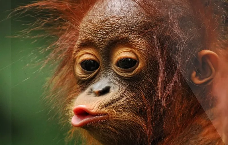 Lạc lối trong meme chu mỏ bá đạo