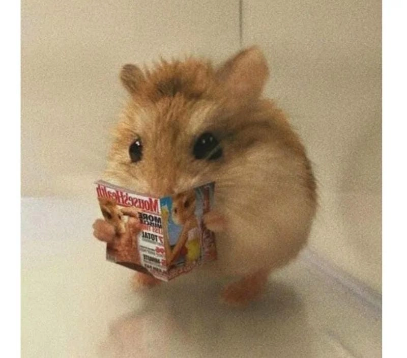 Tìm về meme chuột cute