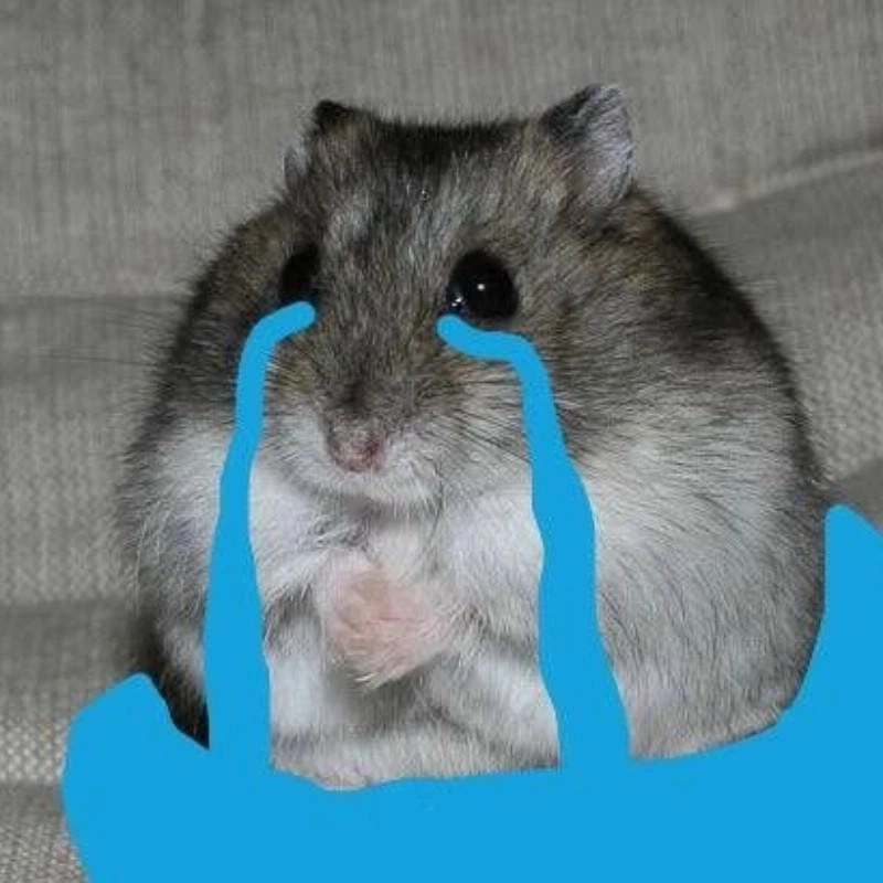 Ngắm nhìn vẻ đẹp meme chuột biểu cảm