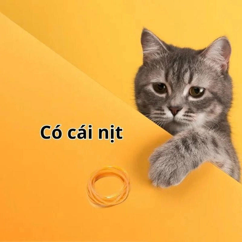 Khám phá những bức ảnh meme có cái nịt hài hước