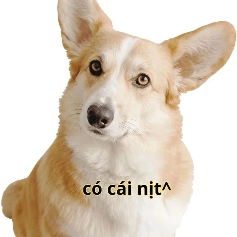 Gợi ý những bức meme có cái nịt cute