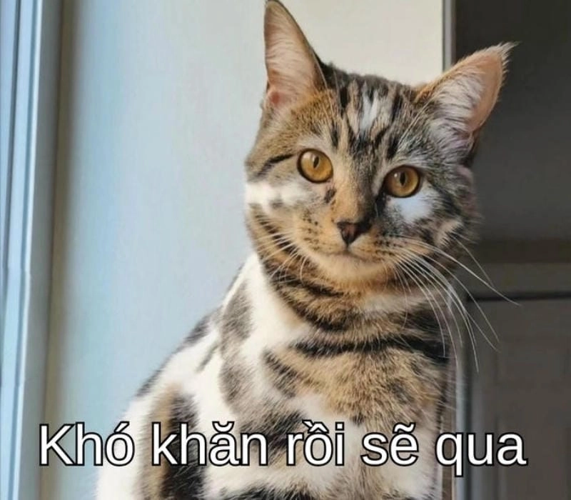 Khám phá những bức ảnh meme cố lên hài hước