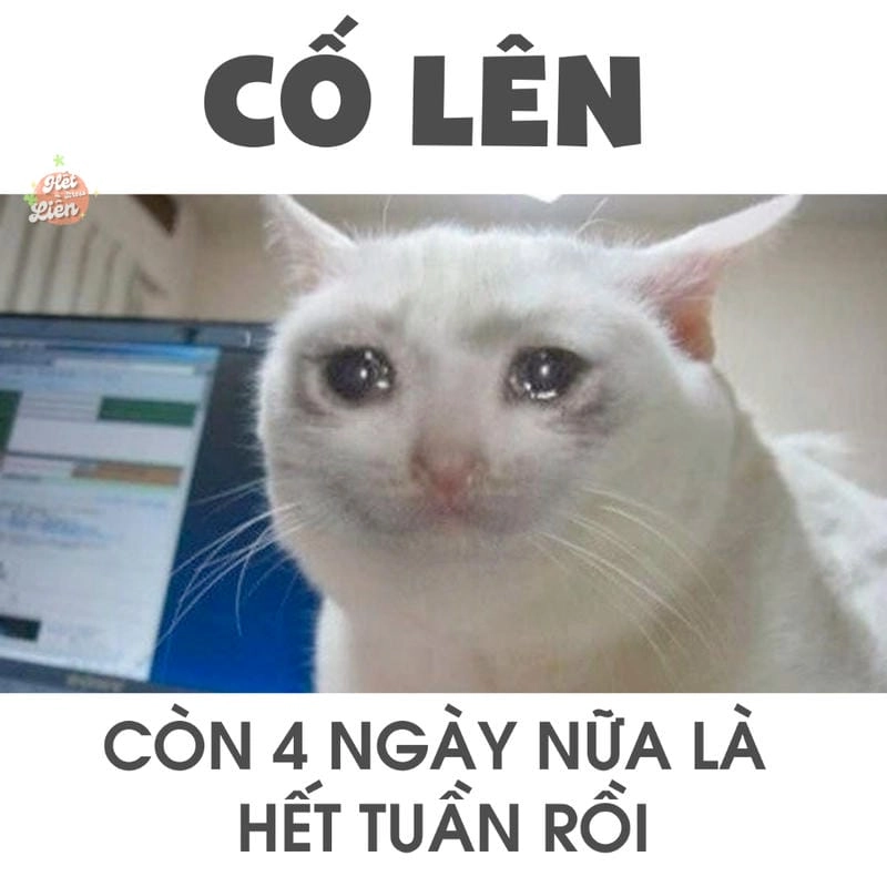 Cùng du ngoạn meme cố lên biểu cảm
