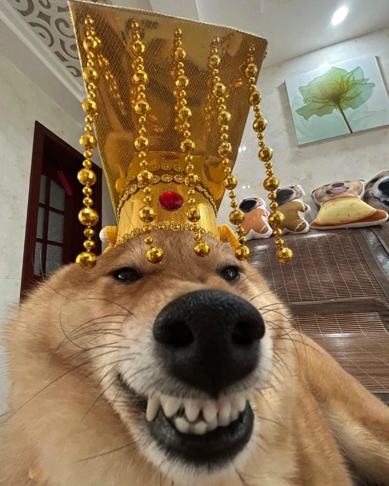 Tìm hiểu sức hút của meme cười