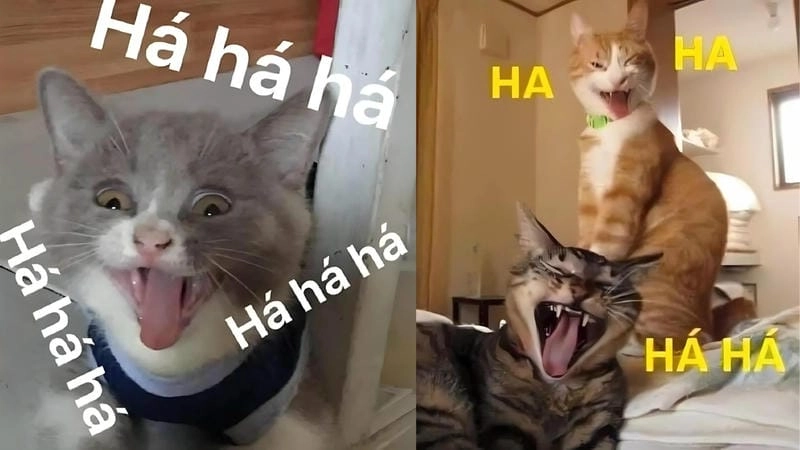 Cùng cười với những hình meme cười bá đạo