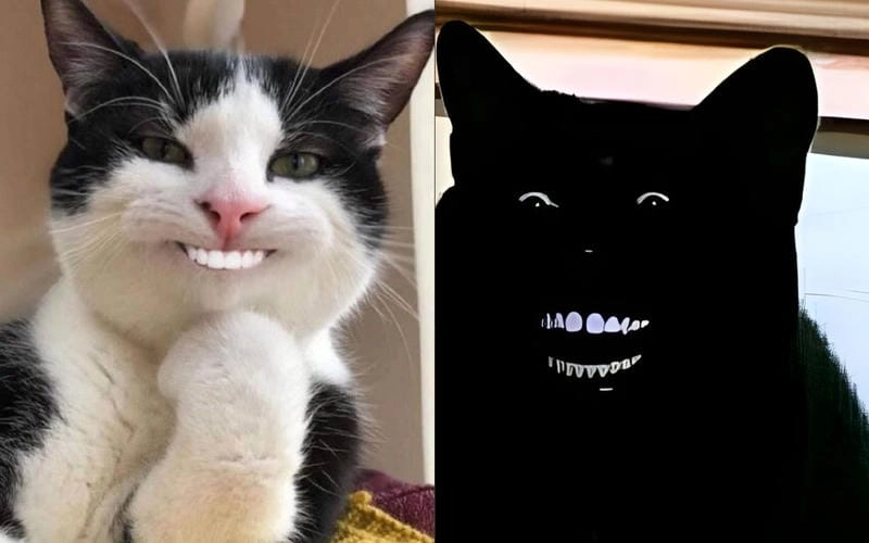 Lạc lối trong thế giới meme cười troll