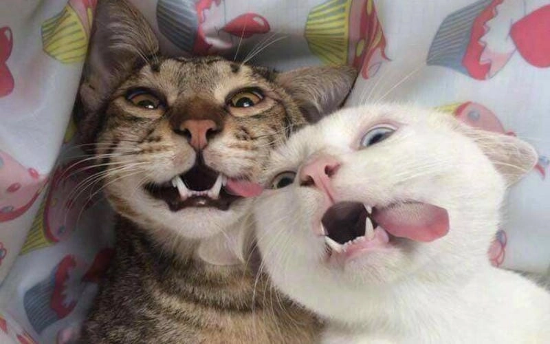 Ngắm nhìn vẻ đẹp meme cười chế