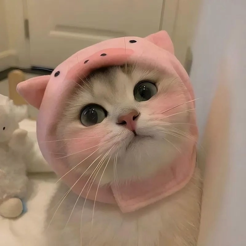 Lạc lối trong meme cute hot trend