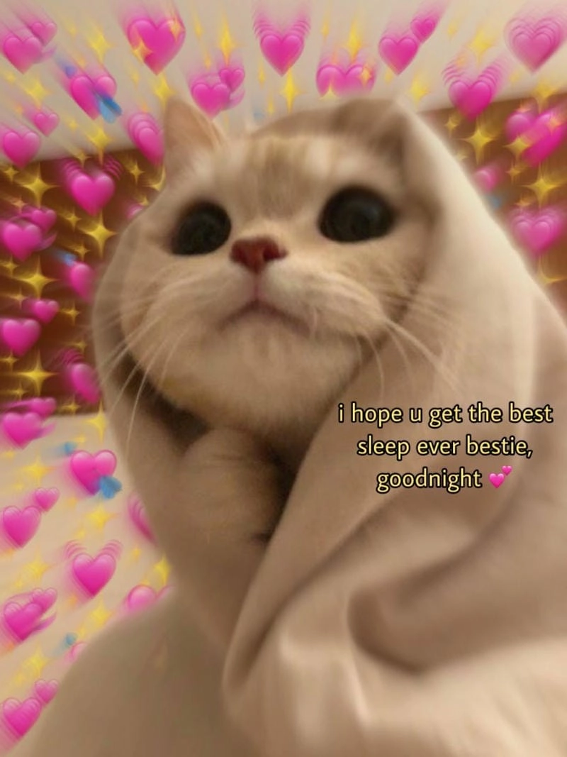 Cười sảng với meme cute nổi tiếng